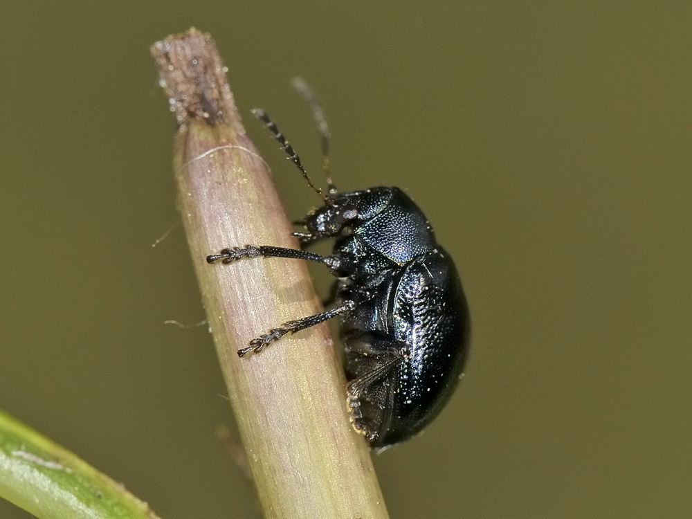 Colasposoma dauricum,  Crisomelide esotico